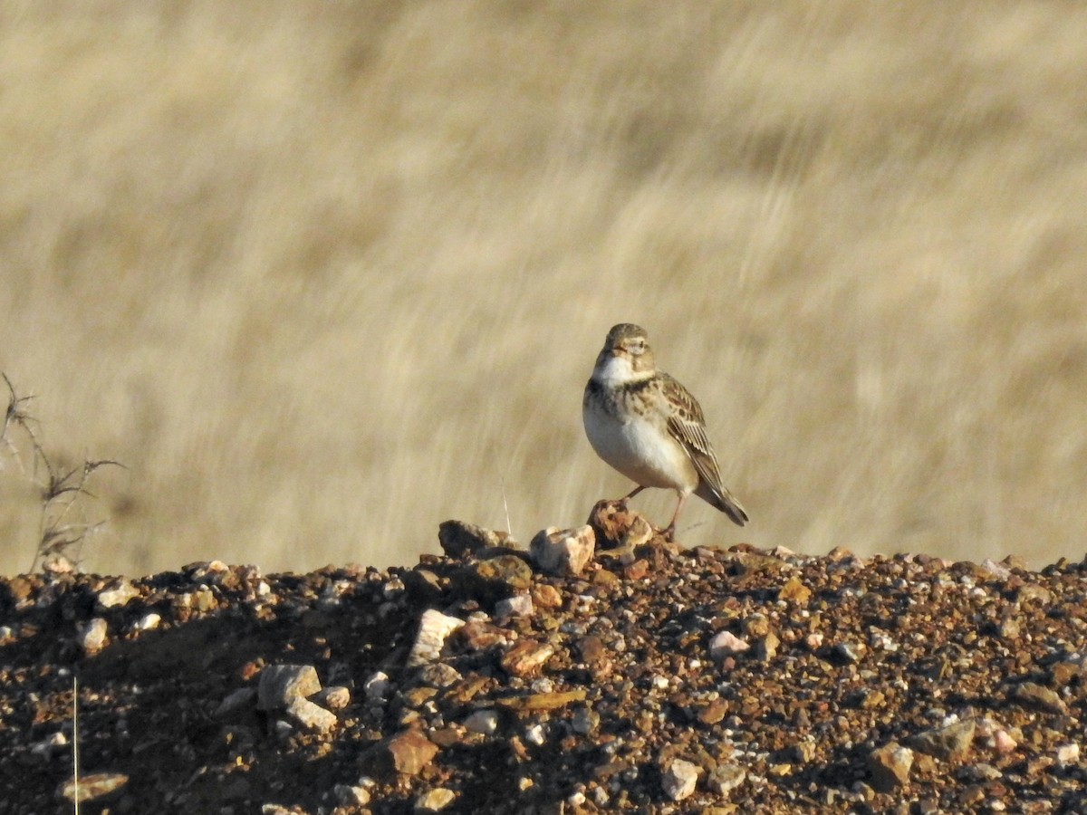 עפרוני ענק - ML646230726