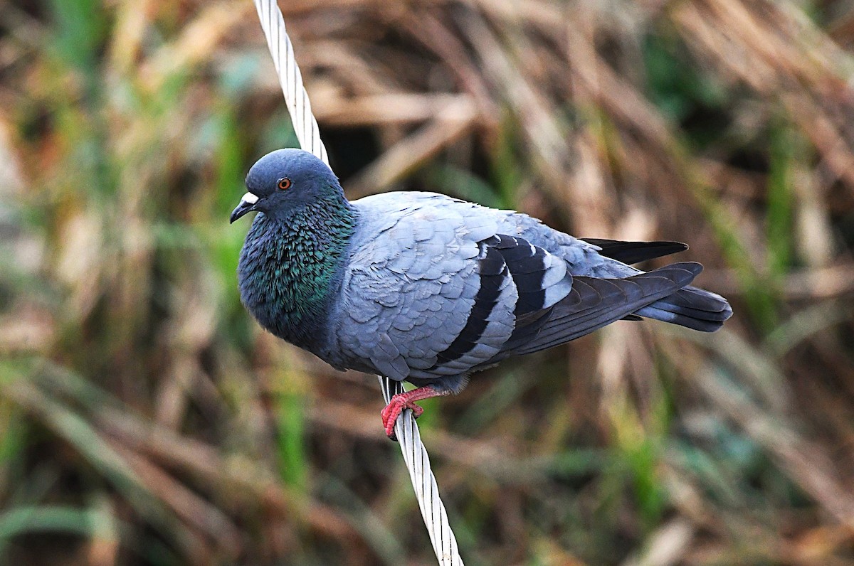 Rock Pigeon (Feral Pigeon) - ML646230727
