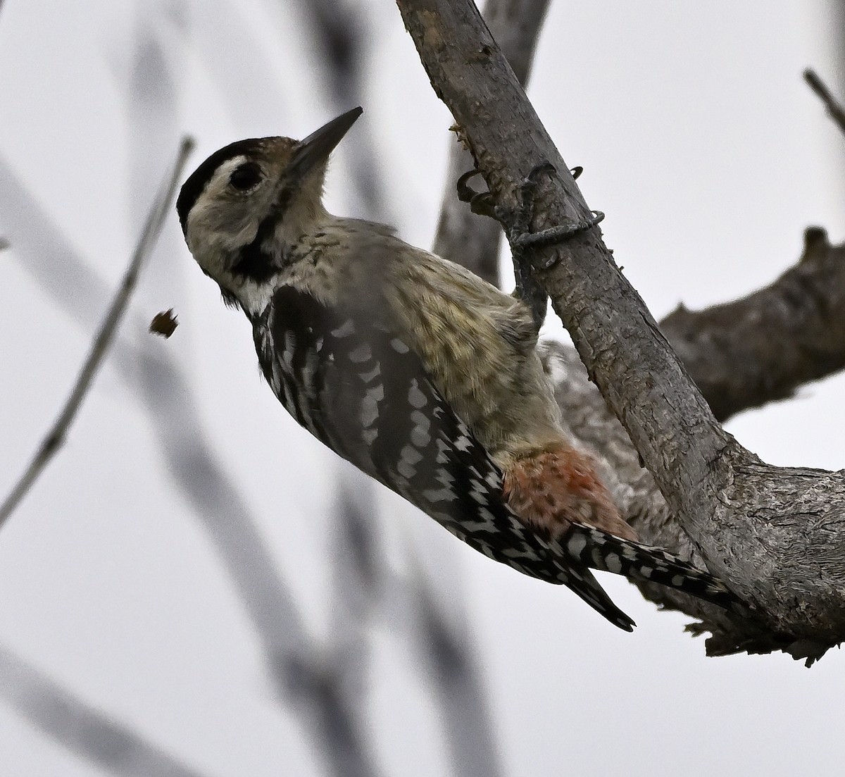 Freckle-breasted Woodpecker - ML646230745