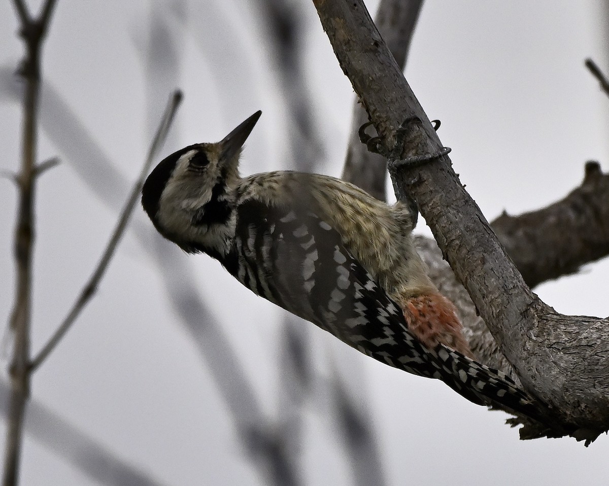 Freckle-breasted Woodpecker - ML646230746