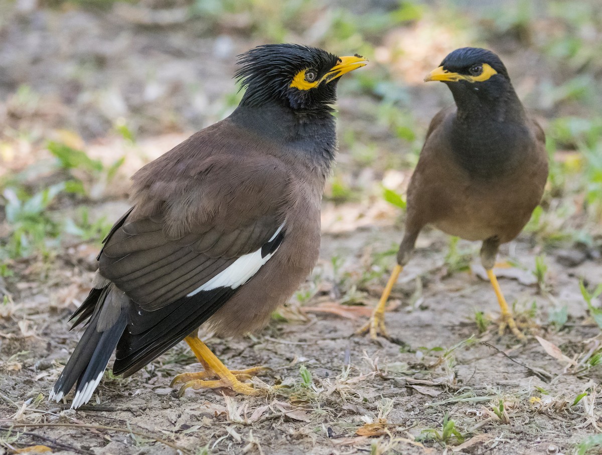 Common Myna - ML646230759