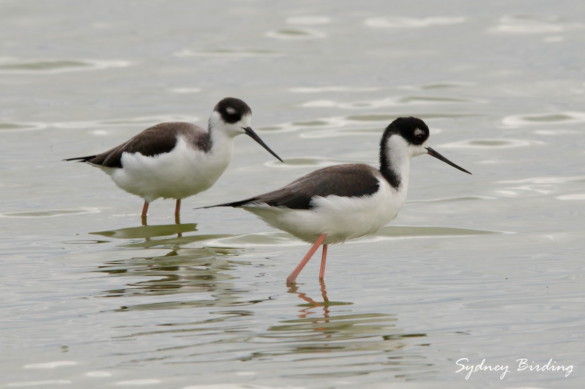 Zankaluze kaskabeltza - ML646230763