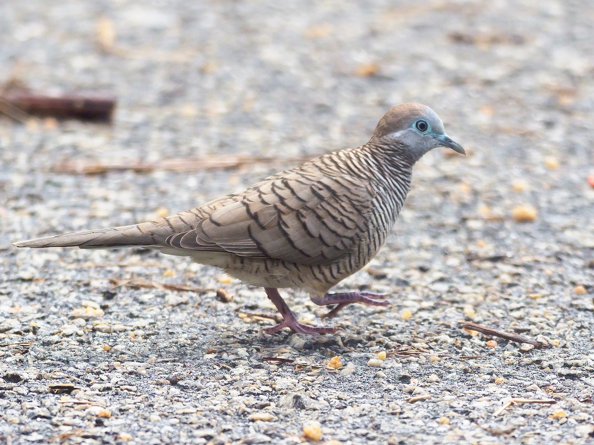 Zebra Dove - ML646230765
