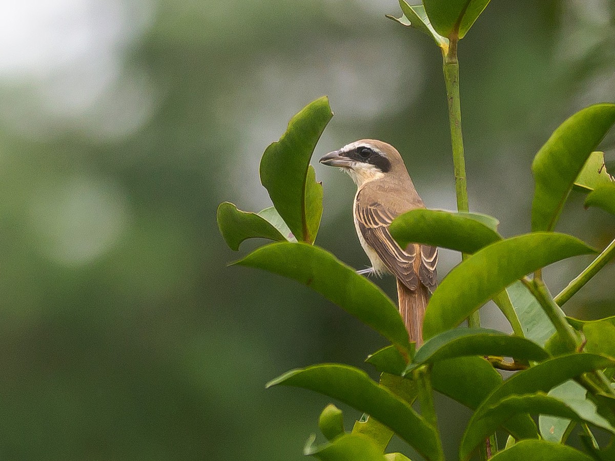 Brown Shrike - ML646230766
