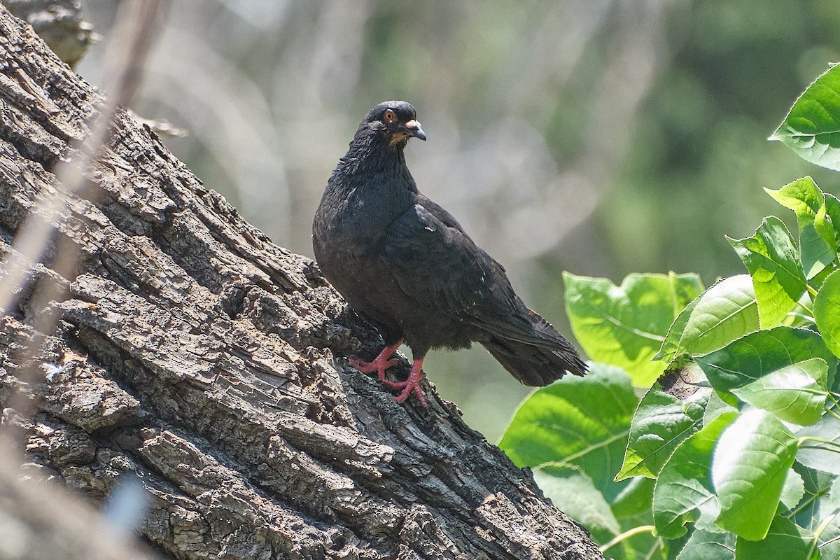Rock Pigeon - ML646230767