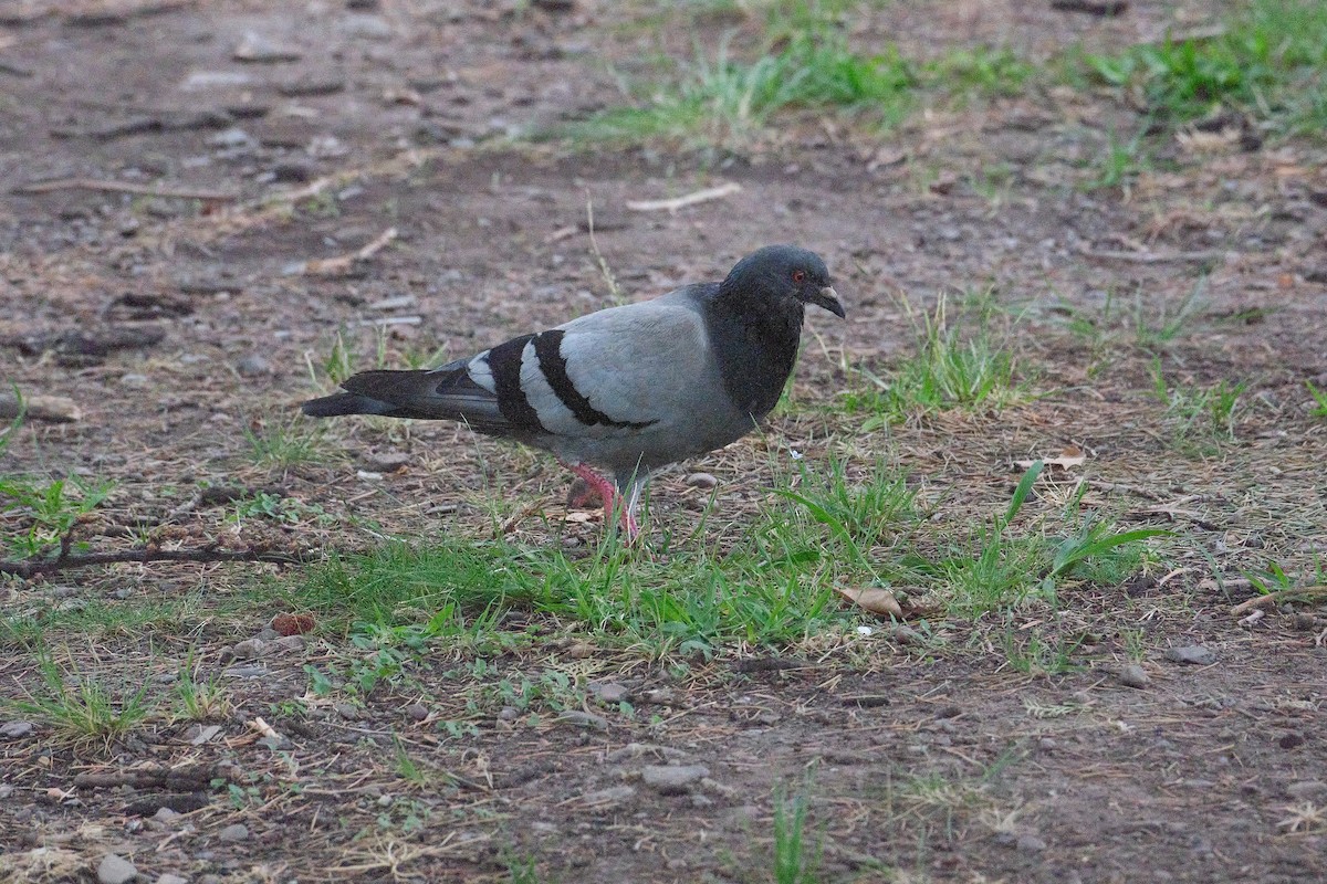 Rock Pigeon - ML646230768