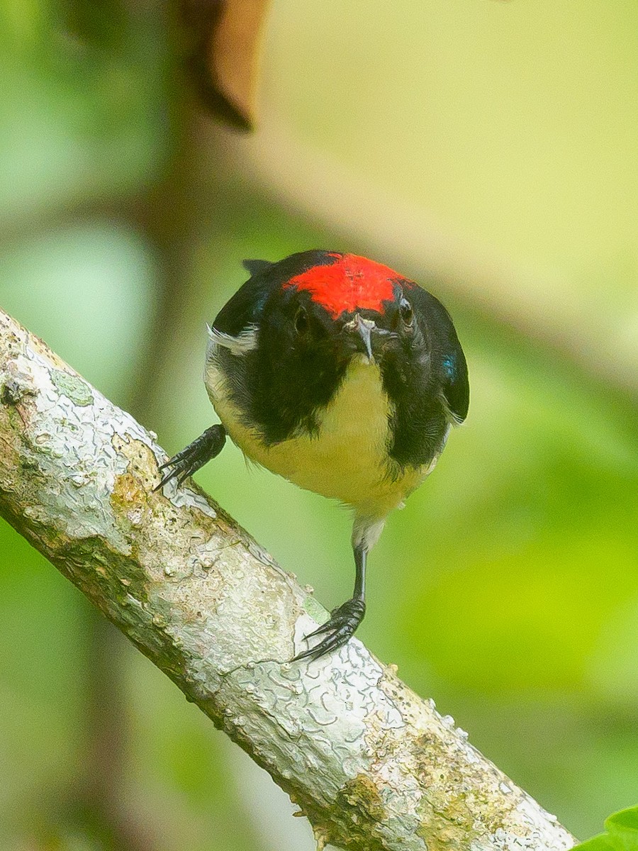 Scarlet-backed Flowerpecker - ML646230772