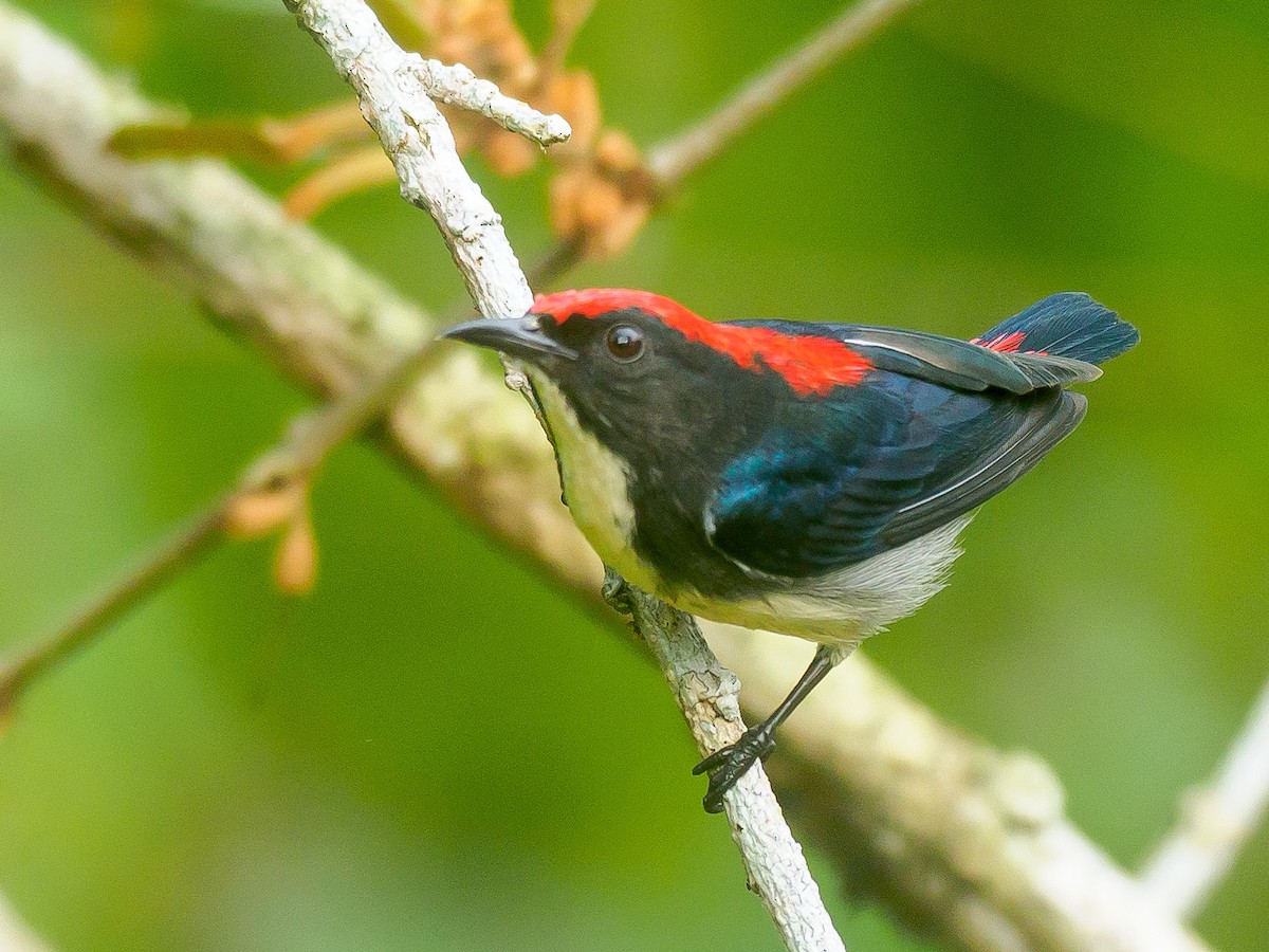 Scarlet-backed Flowerpecker - ML646230773