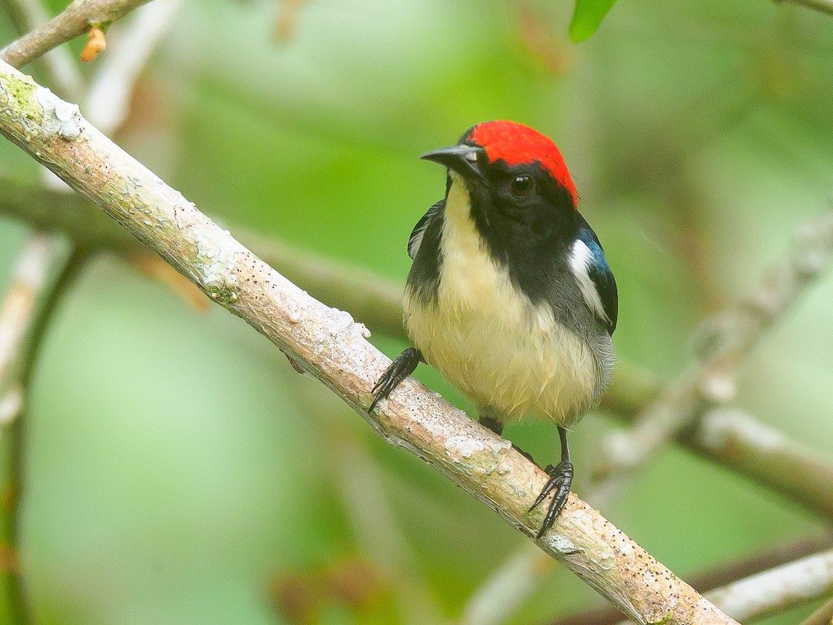 Scarlet-backed Flowerpecker - ML646230774