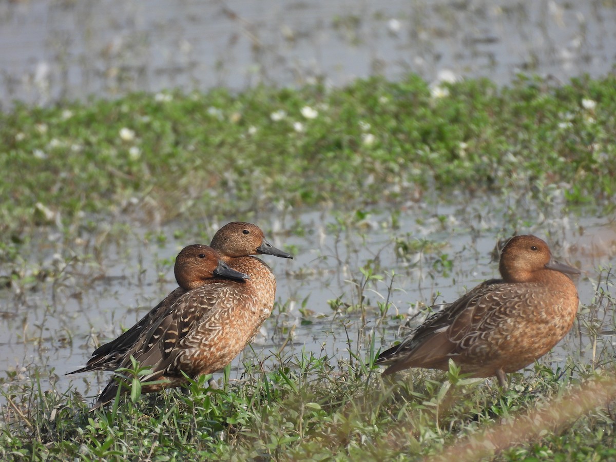 Northern Pintail - ML646230782