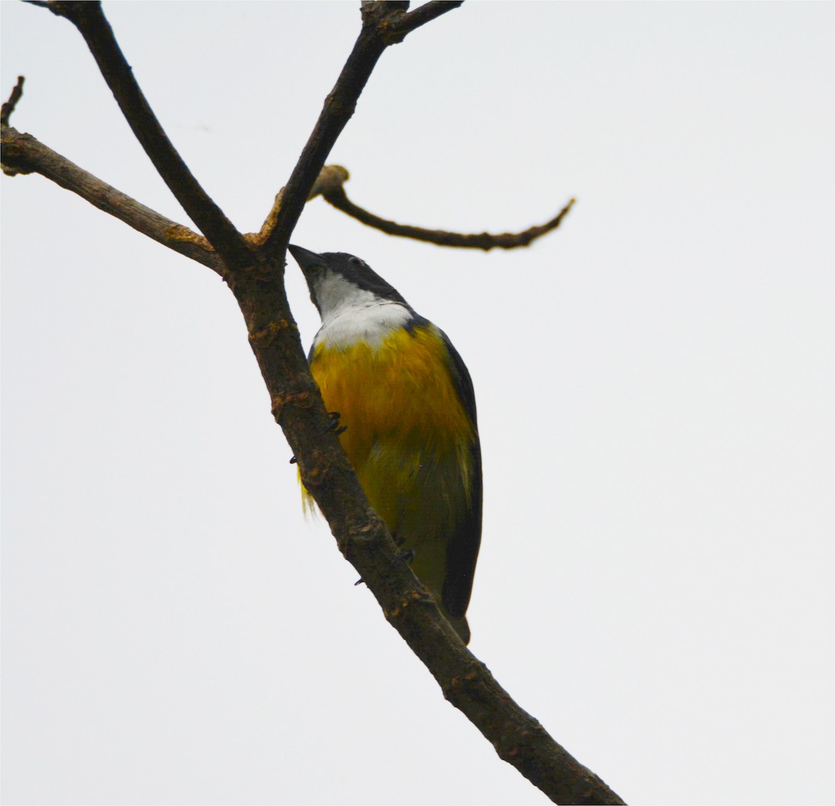 White-throated Flowerpecker - ML646230793