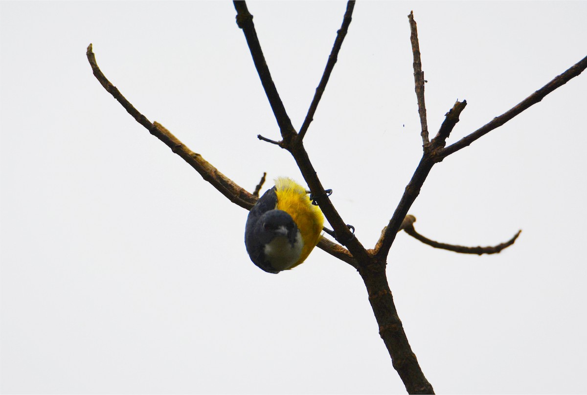 White-throated Flowerpecker - ML646230794