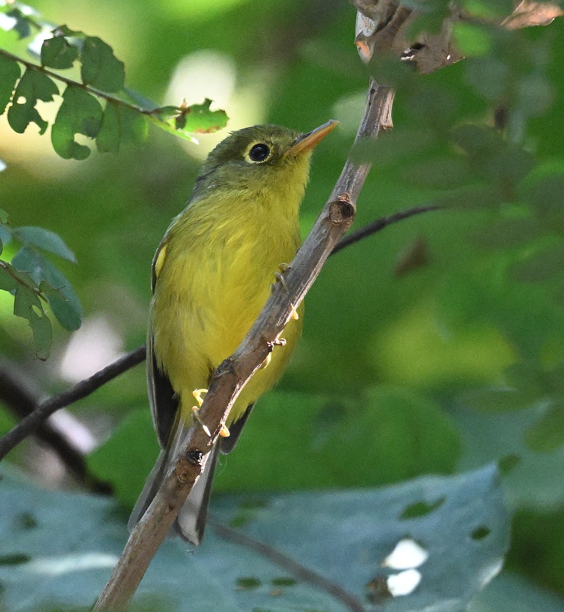 Whistler's Warbler - ML646230796