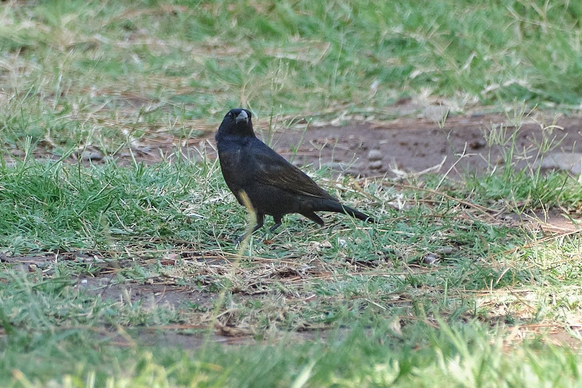 Shiny Cowbird - ML646230797