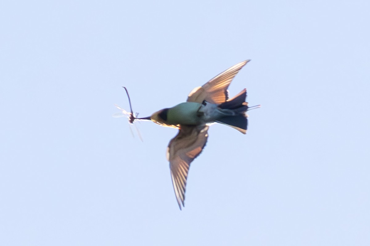 Rainbow Bee-eater - ML646230798