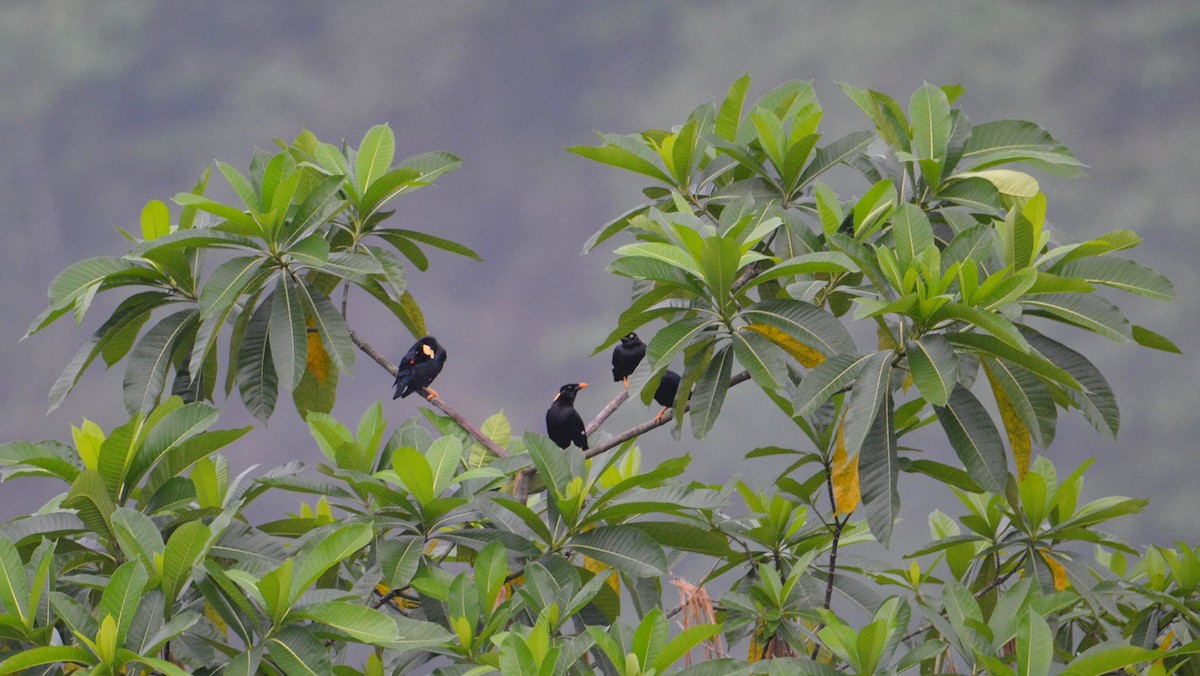 Sri Lanka Myna - ML646230799