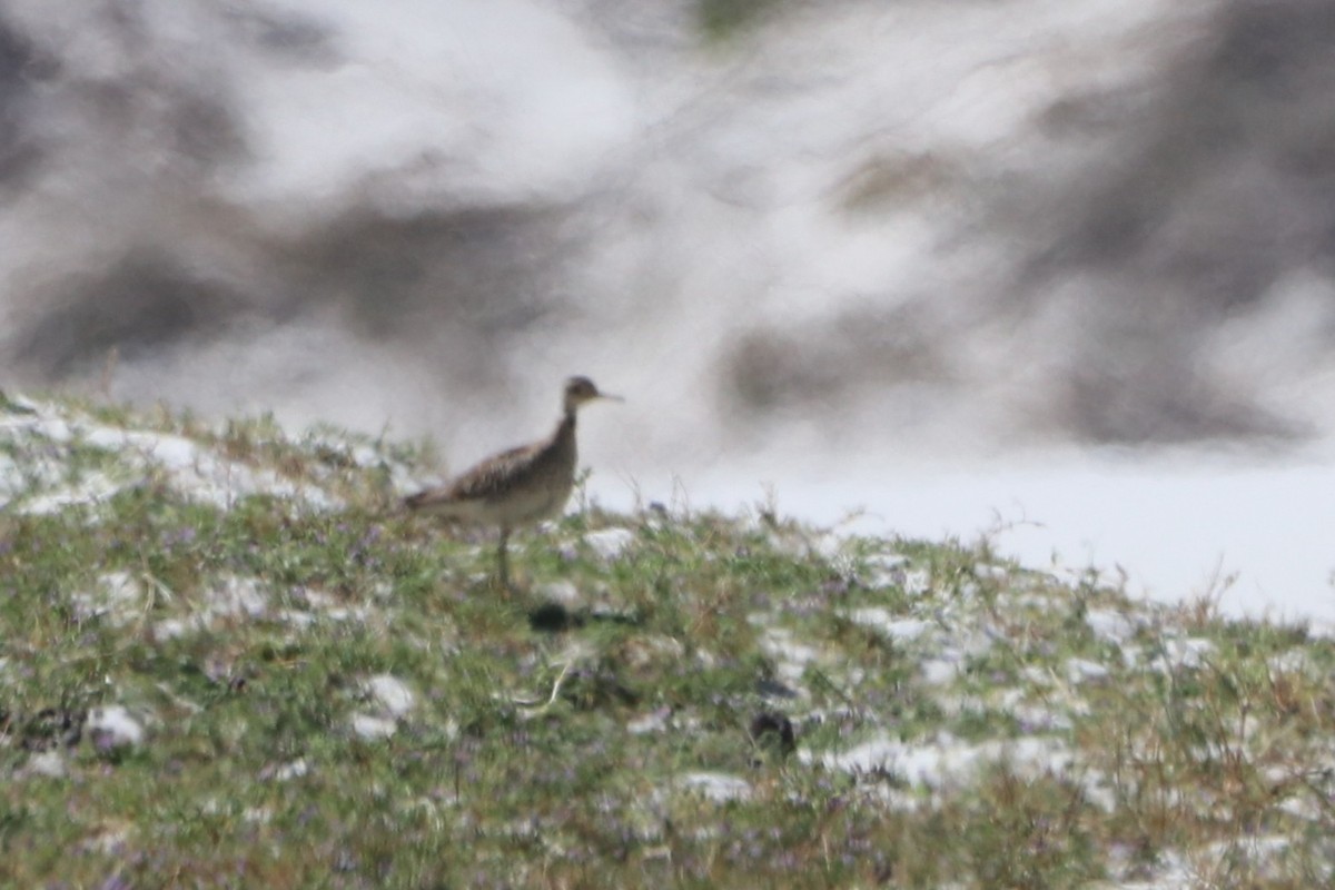 Kuliska buztanluzea - ML646230801