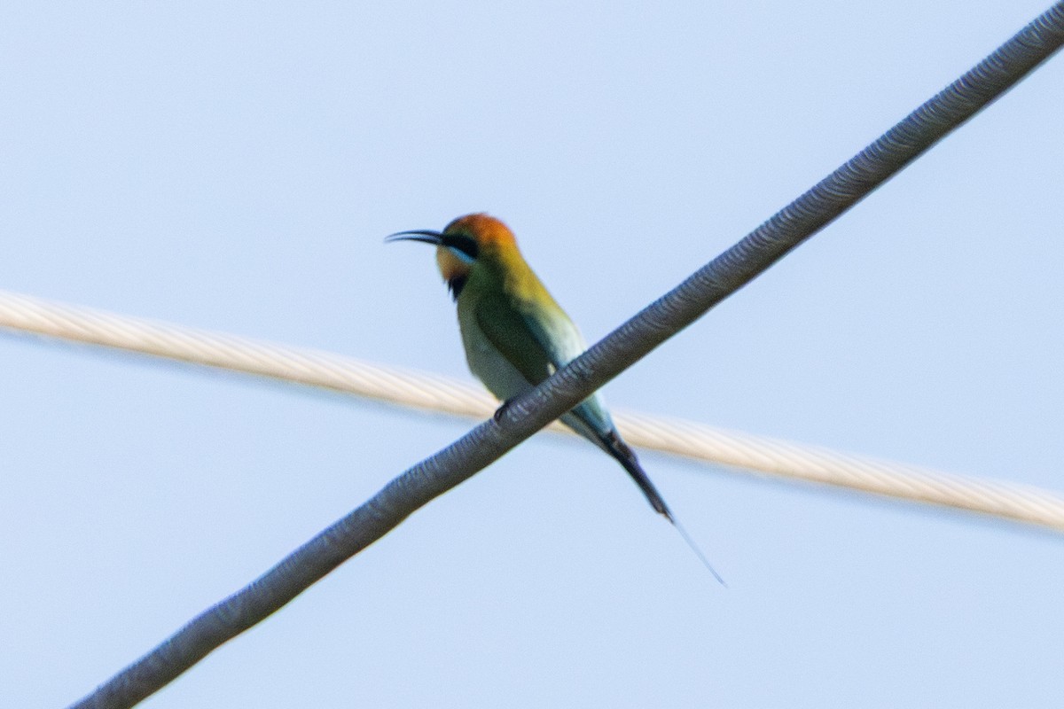 Rainbow Bee-eater - ML646230802