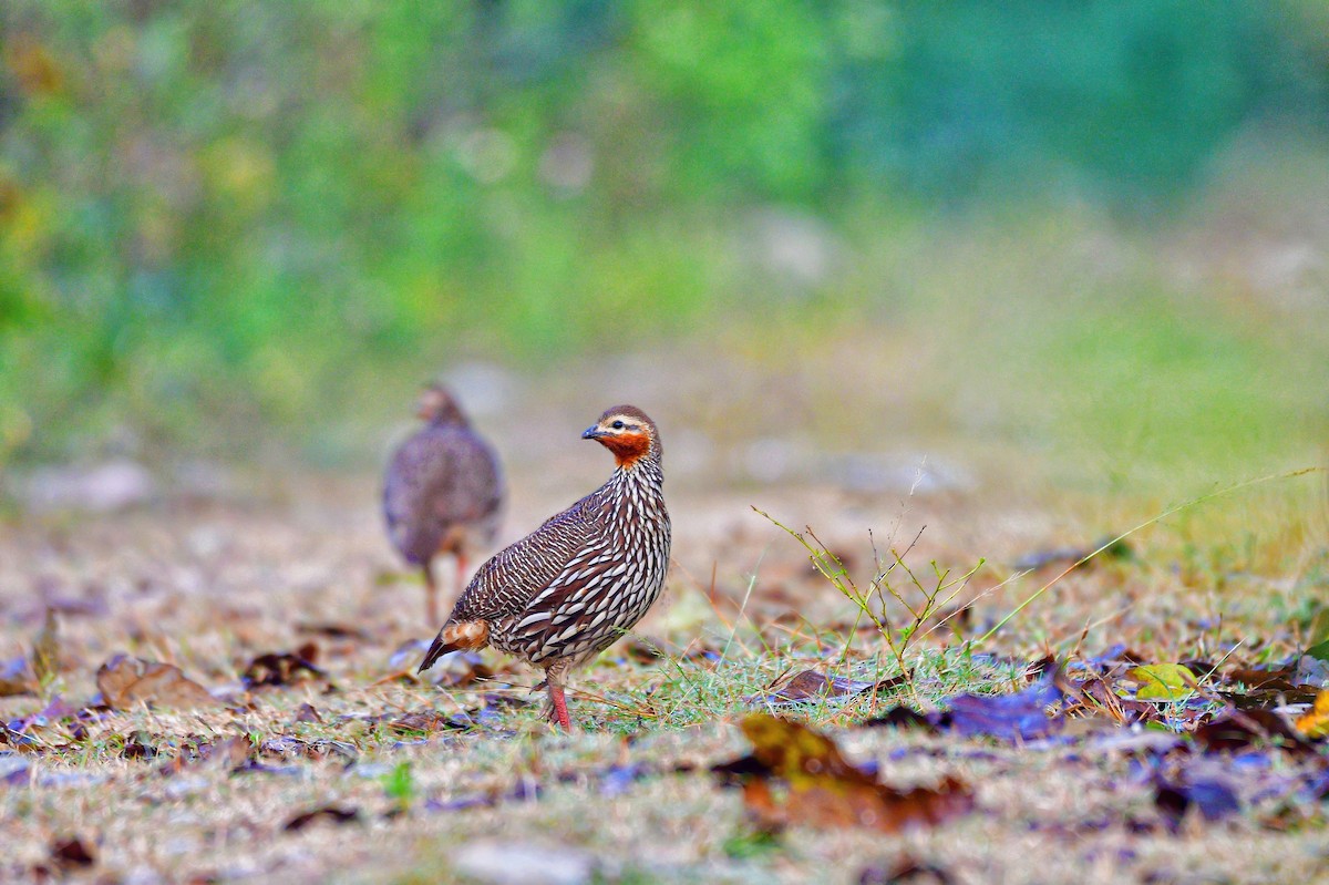 Swamp Francolin - ML646230803