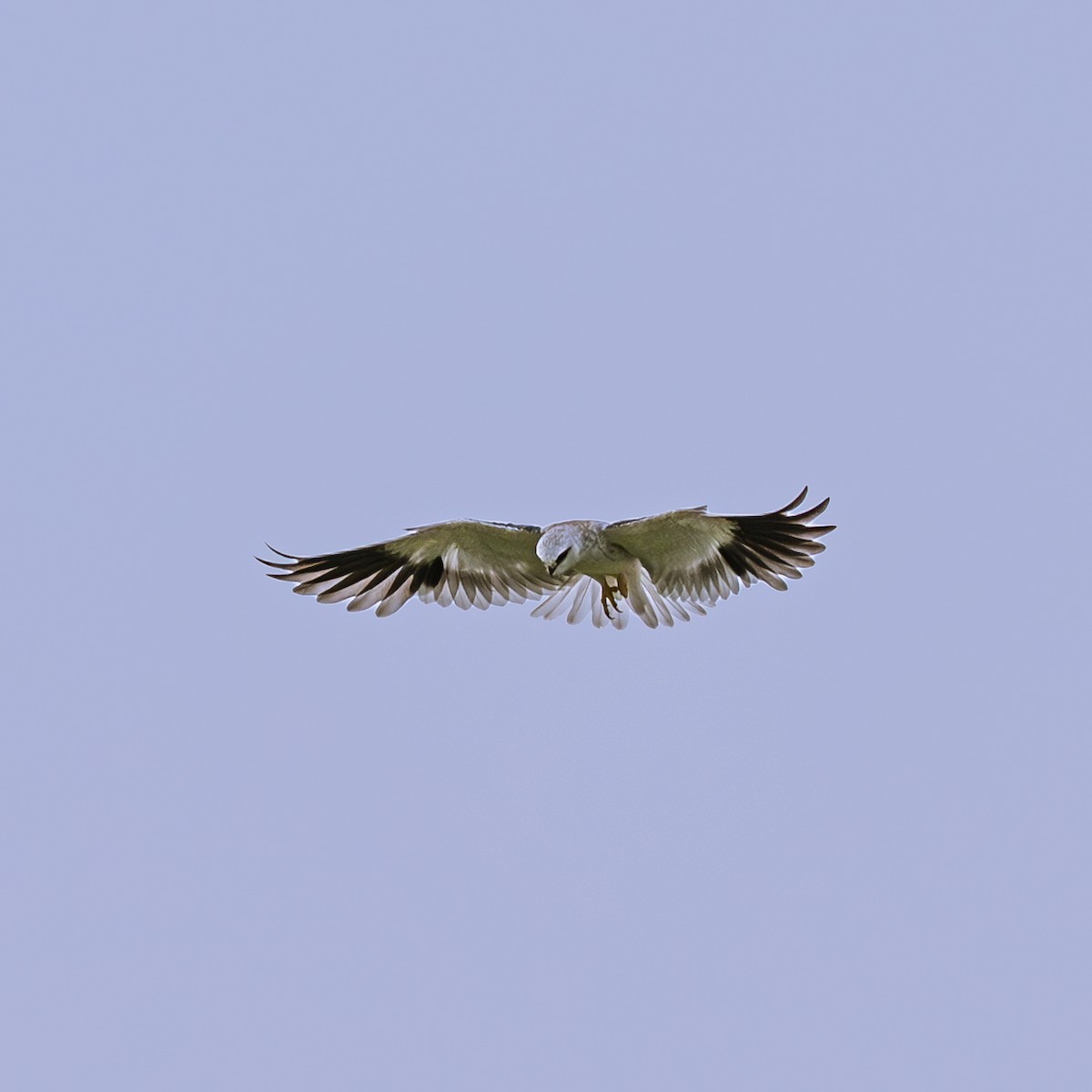 Elano urdina - ML646230806