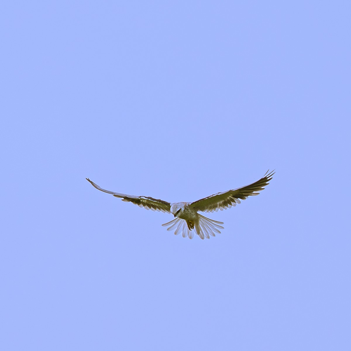 Elano urdina - ML646230811