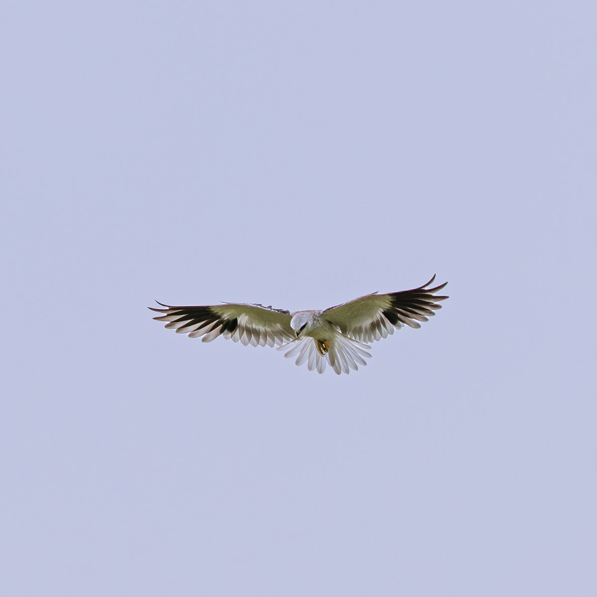 Elano urdina - ML646230812