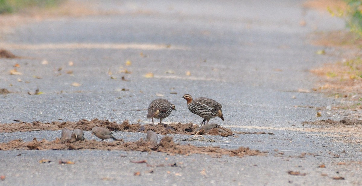 Swamp Francolin - ML646230815