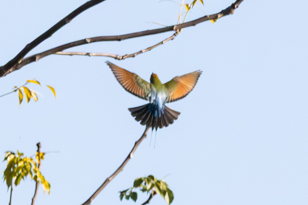 Rainbow Bee-eater - ML646230816