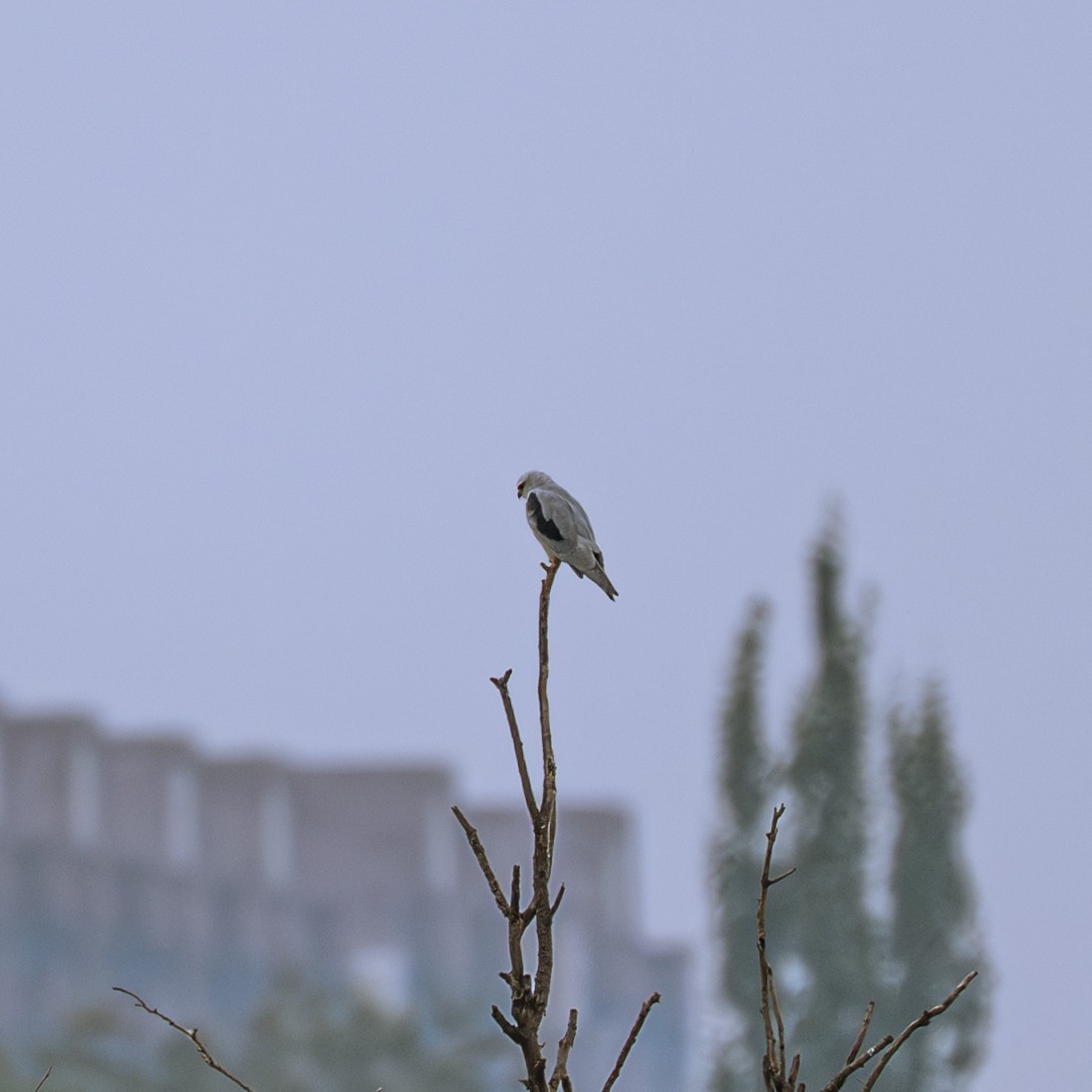 Elano urdina - ML646230817