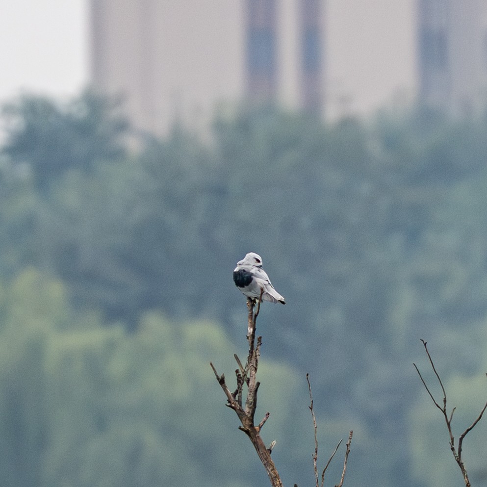 Elano urdina - ML646230818