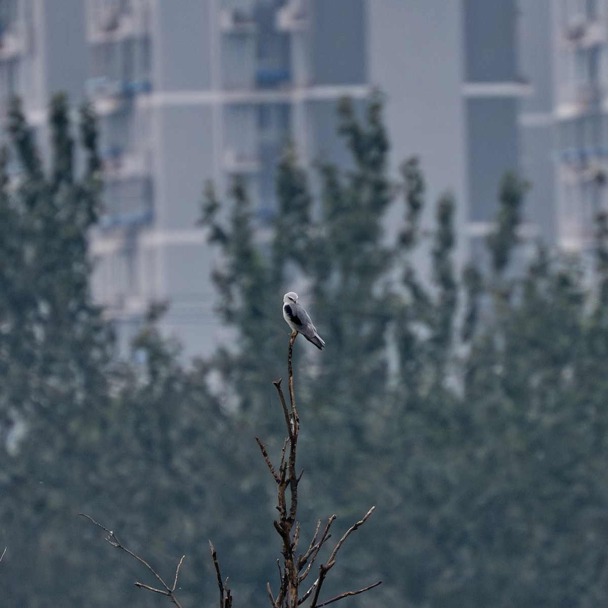 Elano urdina - ML646230819