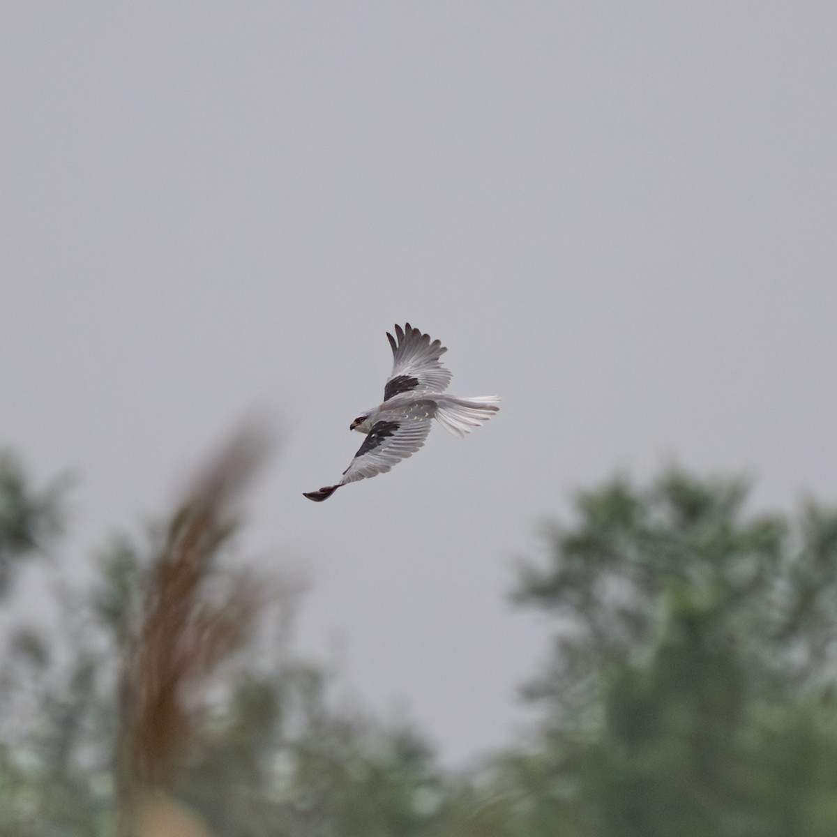 Elano urdina - ML646230820