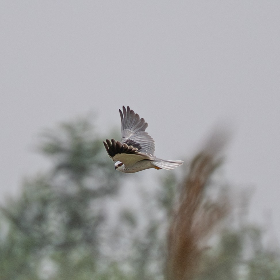 Elano urdina - ML646230821