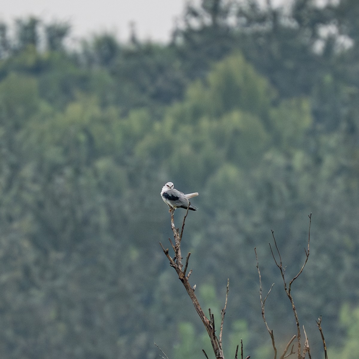 Elano urdina - ML646230822