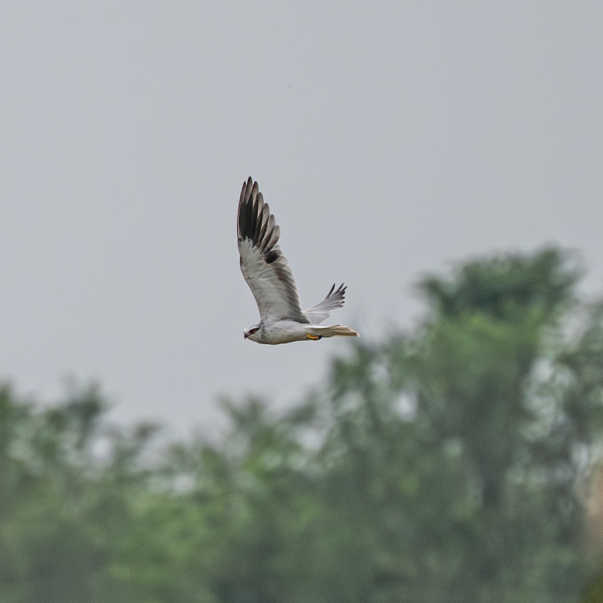 Elano urdina - ML646230823