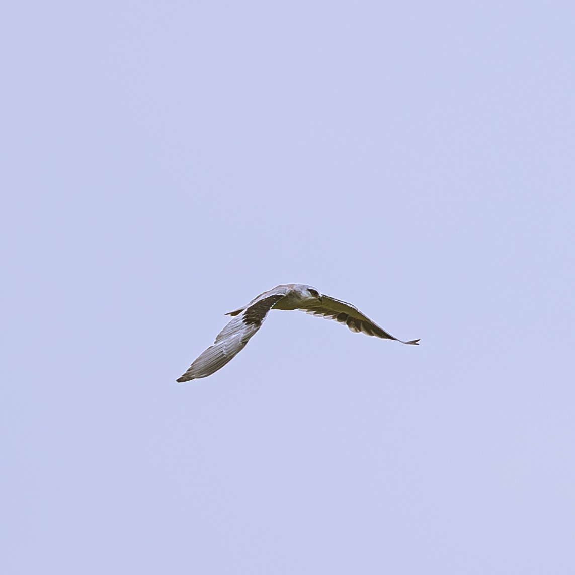 Elano urdina - ML646230824