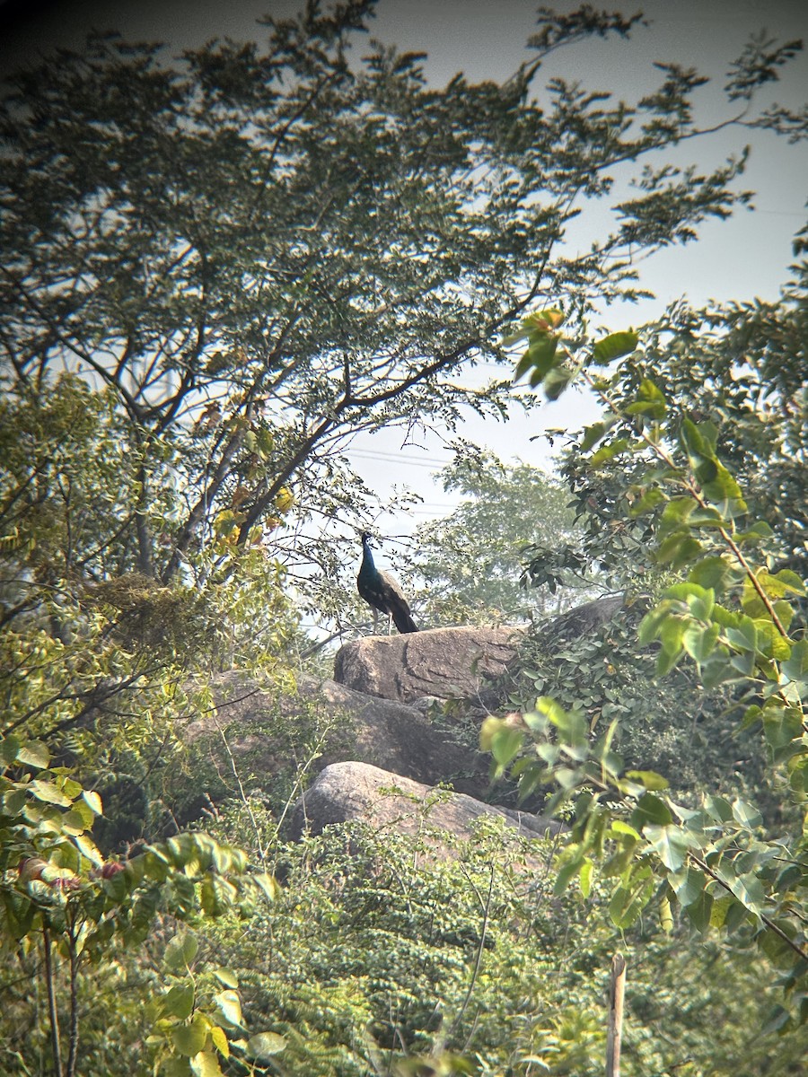 Indian Peafowl - ML646230825