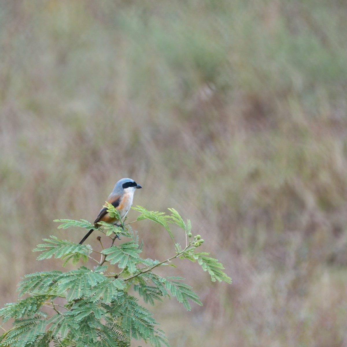 Antzandobi isats-luzea - ML646230826