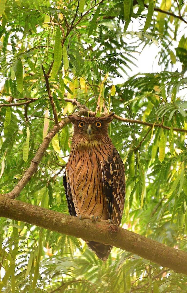 ミナミシマフクロウ - ML646230830