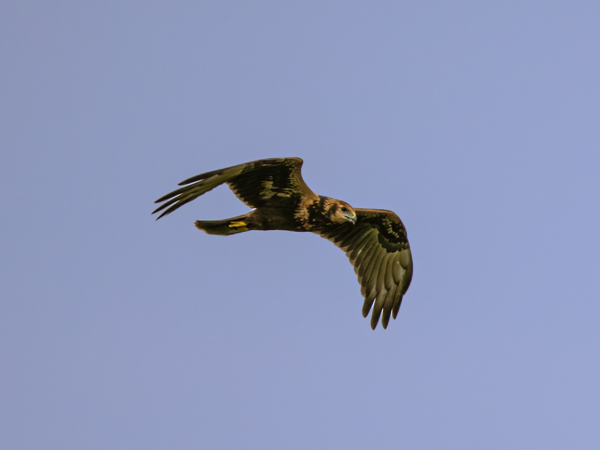 Eastern Marsh Harrier - ML646230831