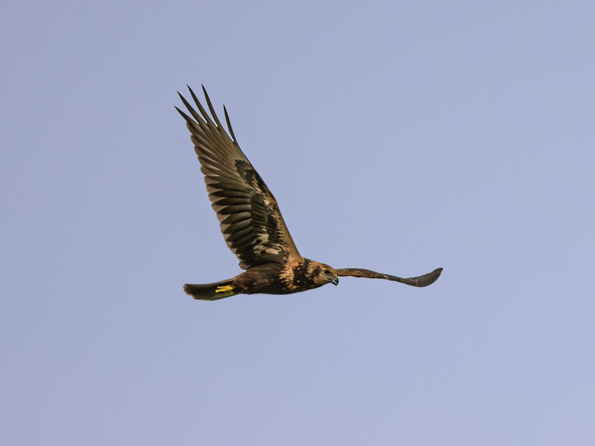 Eastern Marsh Harrier - ML646230832