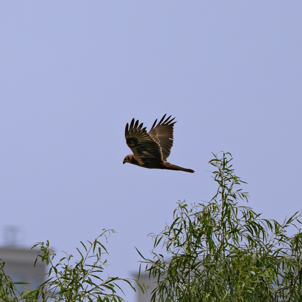 Eastern Marsh Harrier - ML646230833