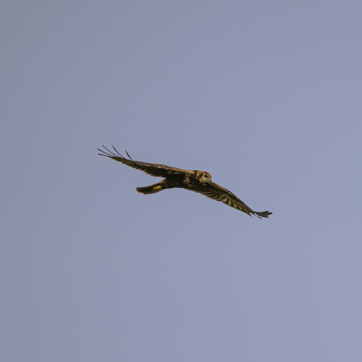 Eastern Marsh Harrier - ML646230834
