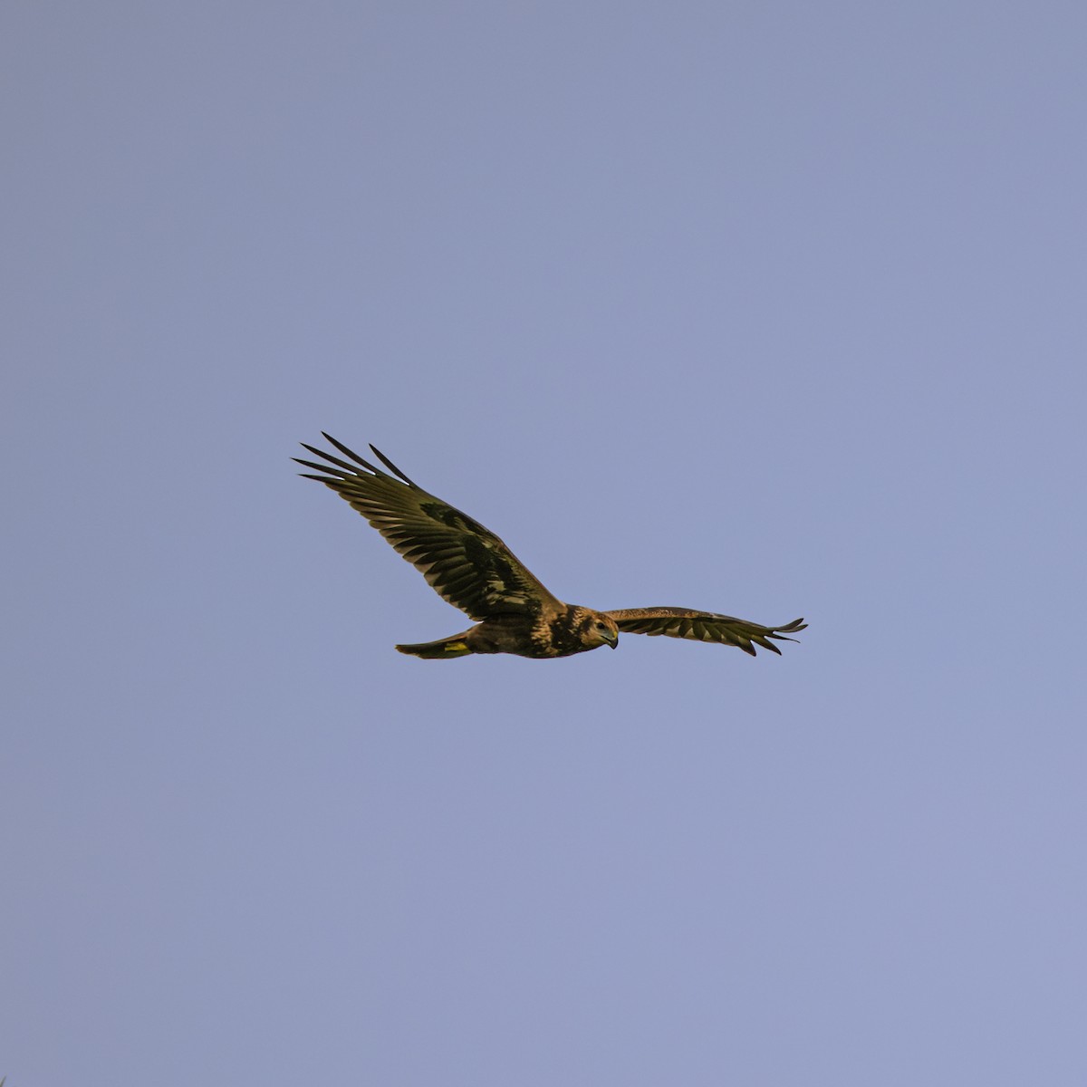 Eastern Marsh Harrier - ML646230835