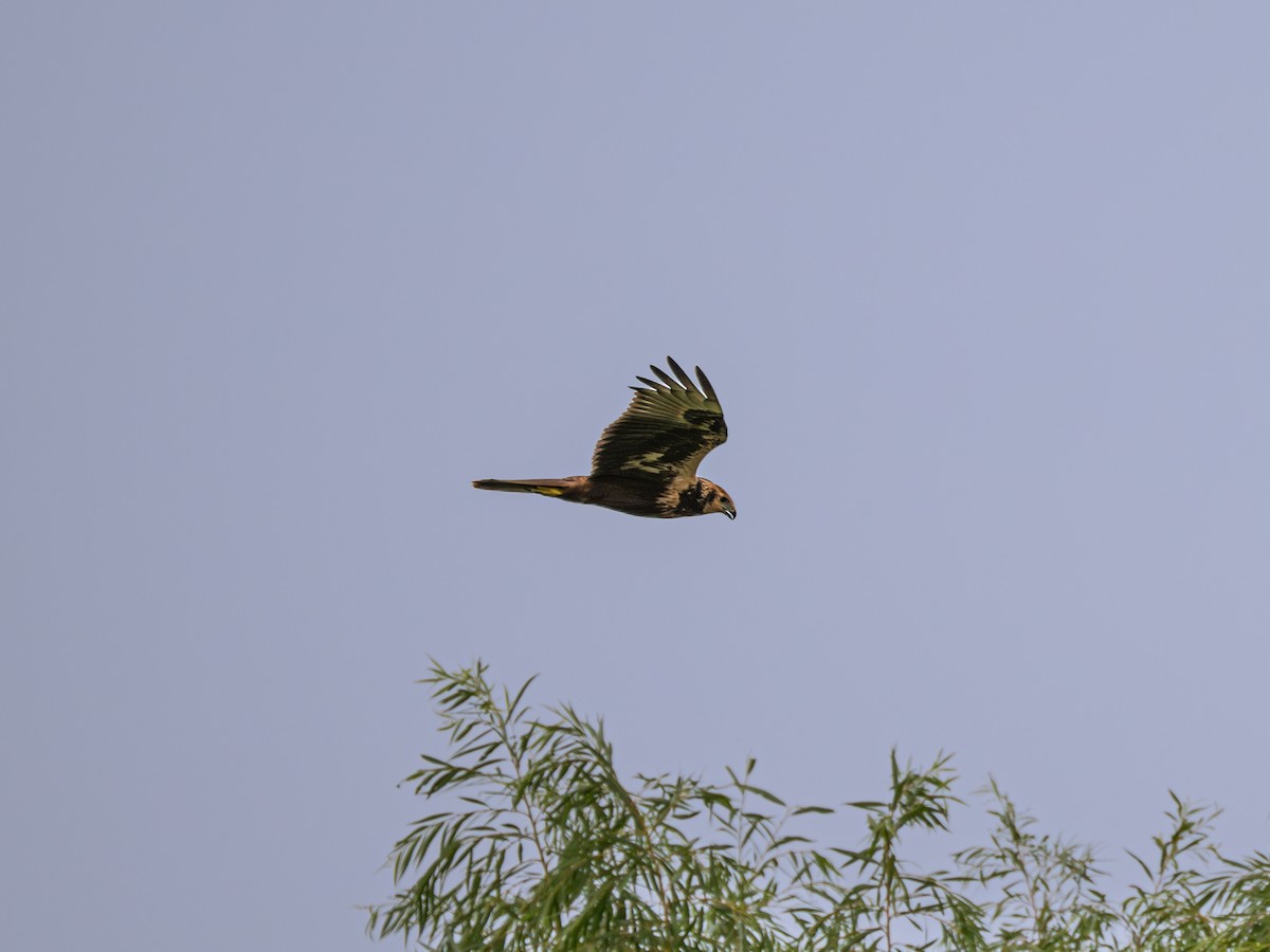 Eastern Marsh Harrier - ML646230837