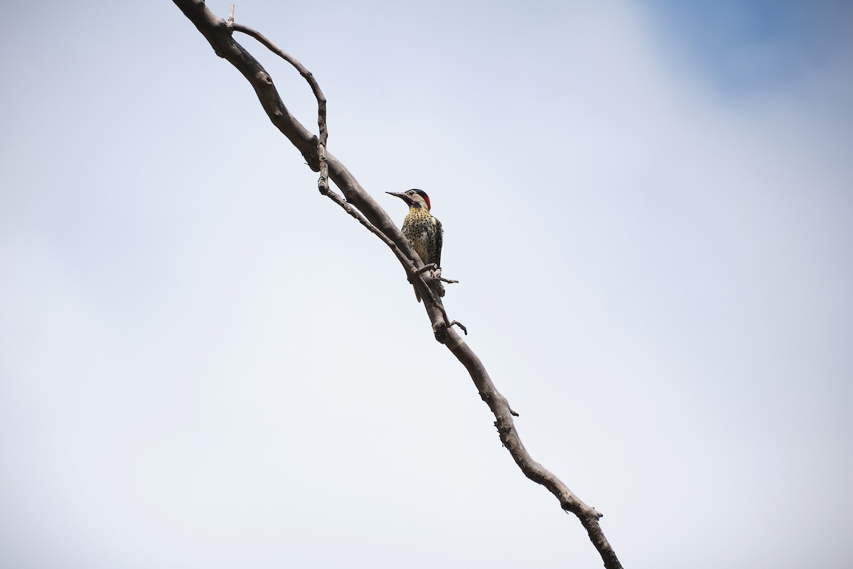 Grünbindenspecht - ML646230839