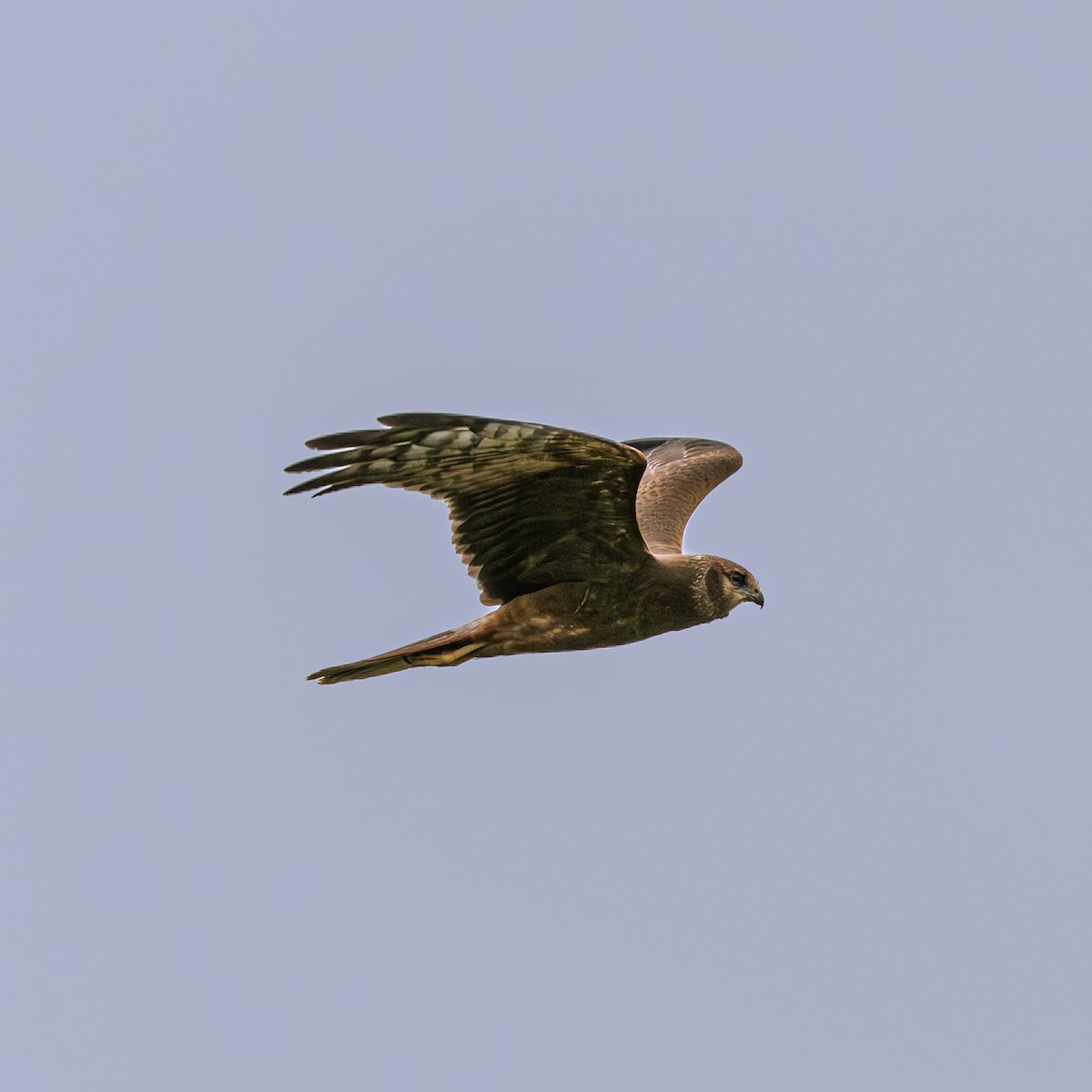 Alaca Delice - ML646230842