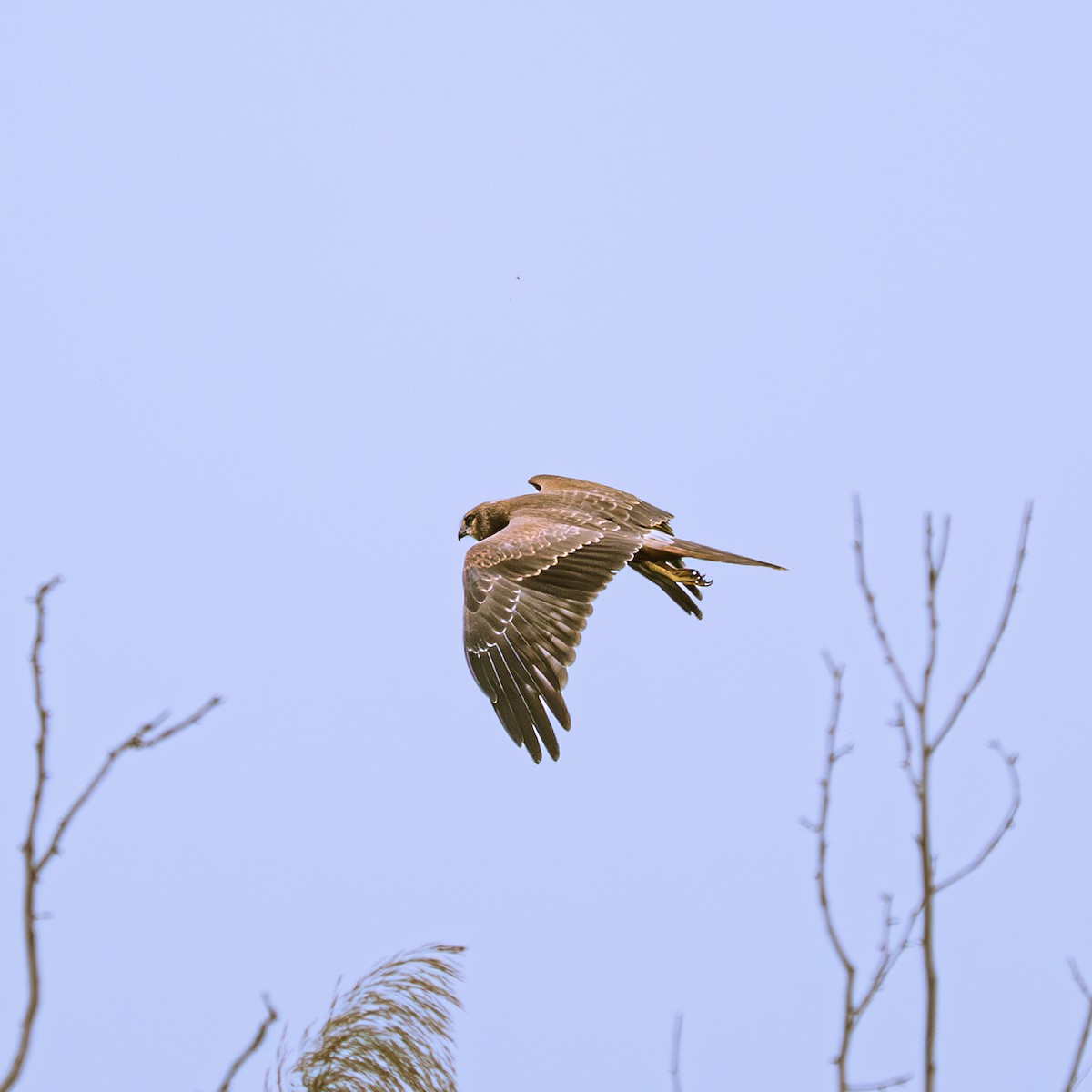 Alaca Delice - ML646230845