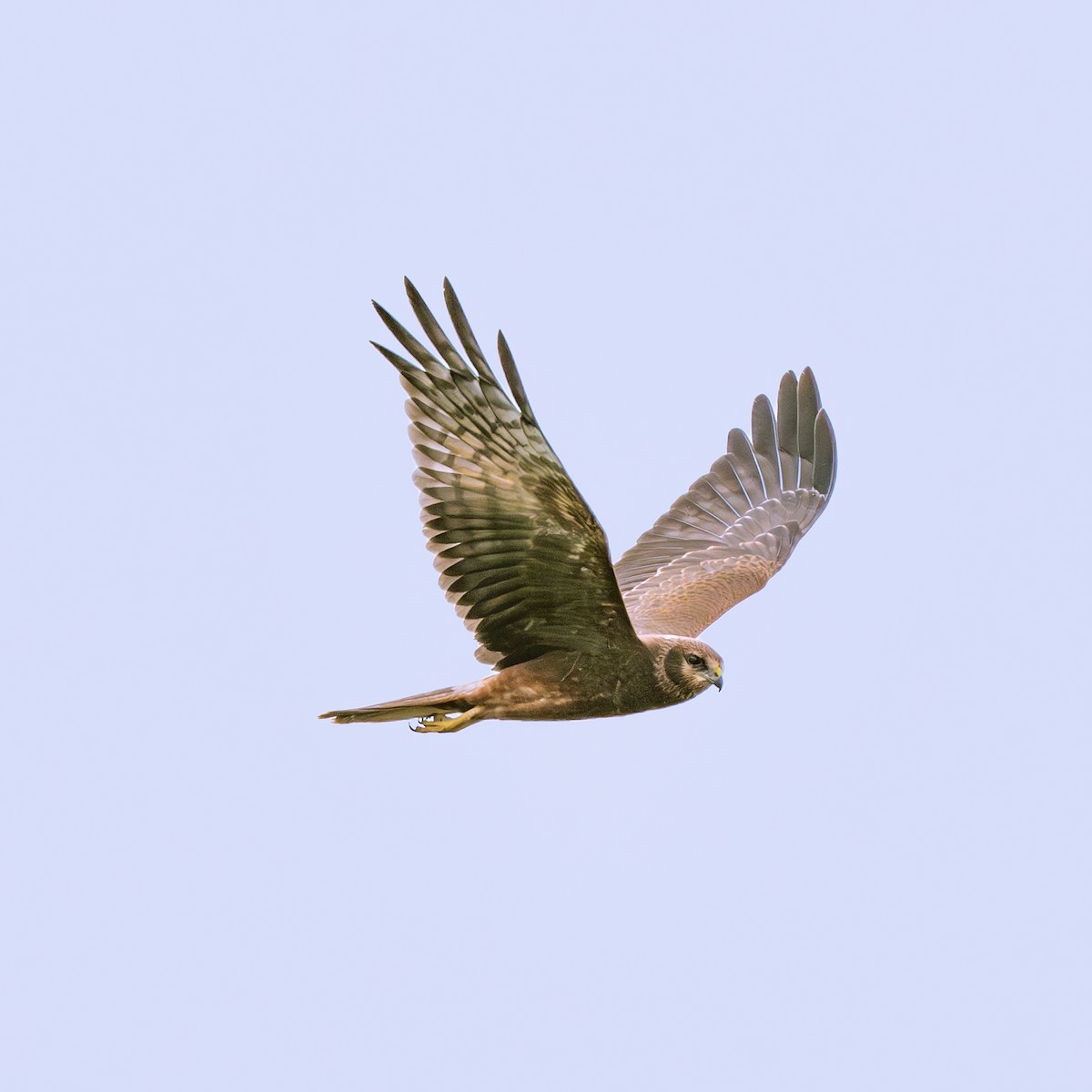 Alaca Delice - ML646230849