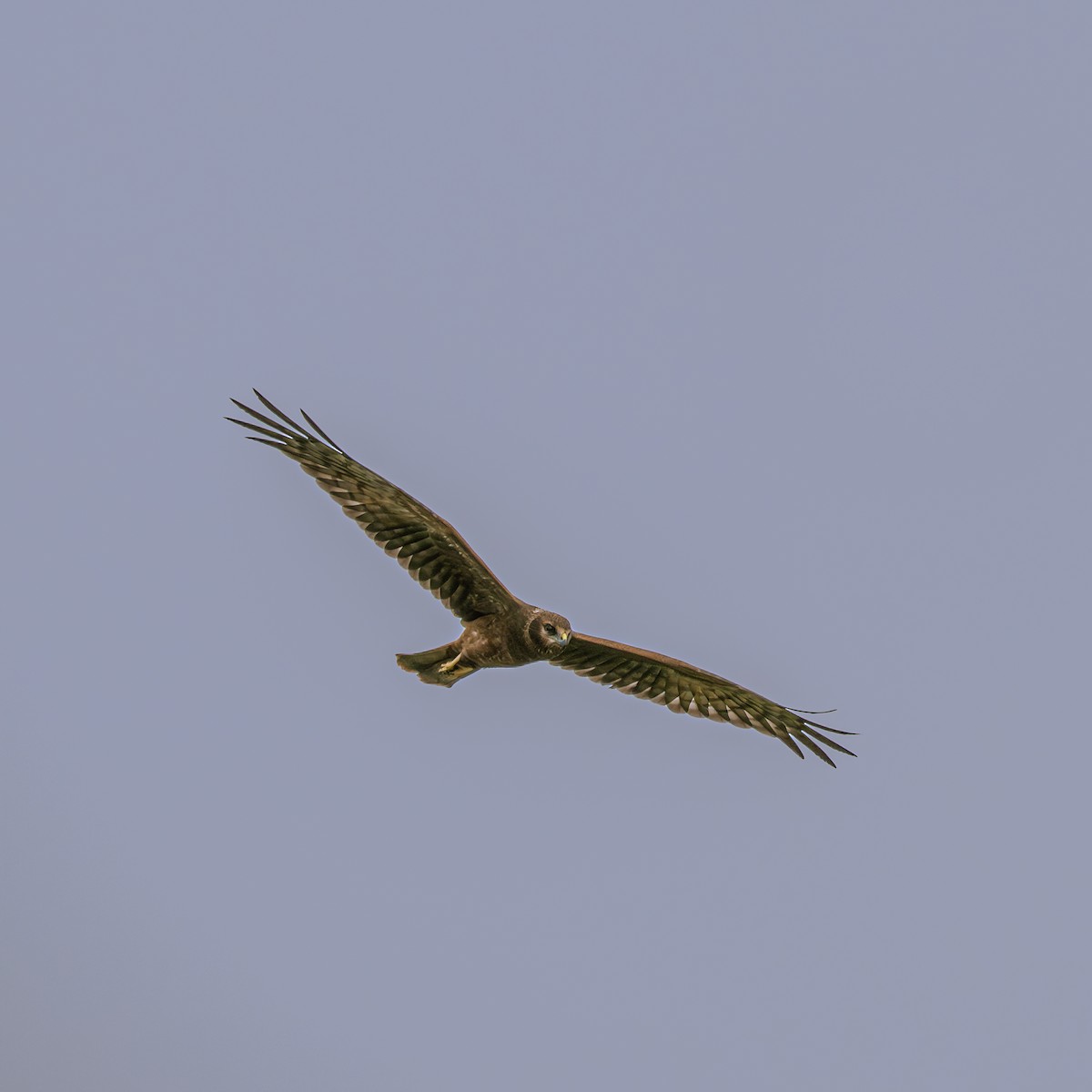 Alaca Delice - ML646230851